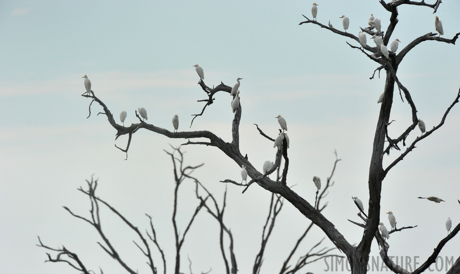 Bubulcus ibis [550 mm, 1/8000 Sek. bei f / 8.0, ISO 1250]